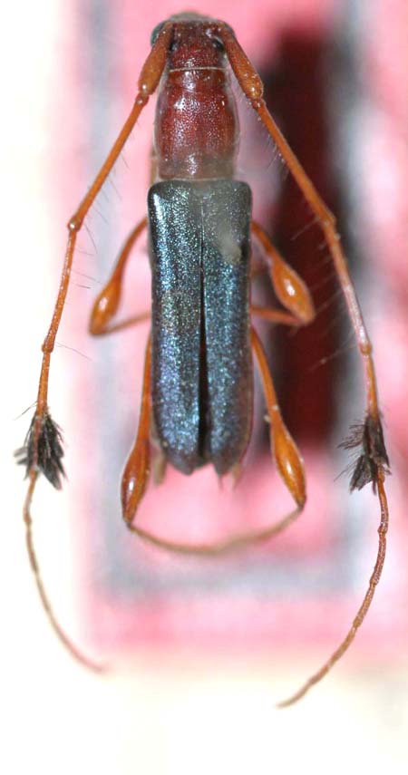 Cosmisomachalybeipenne.jpg