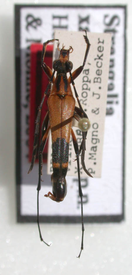 Strangalia_xanthomelaeana_holotype.JPG
