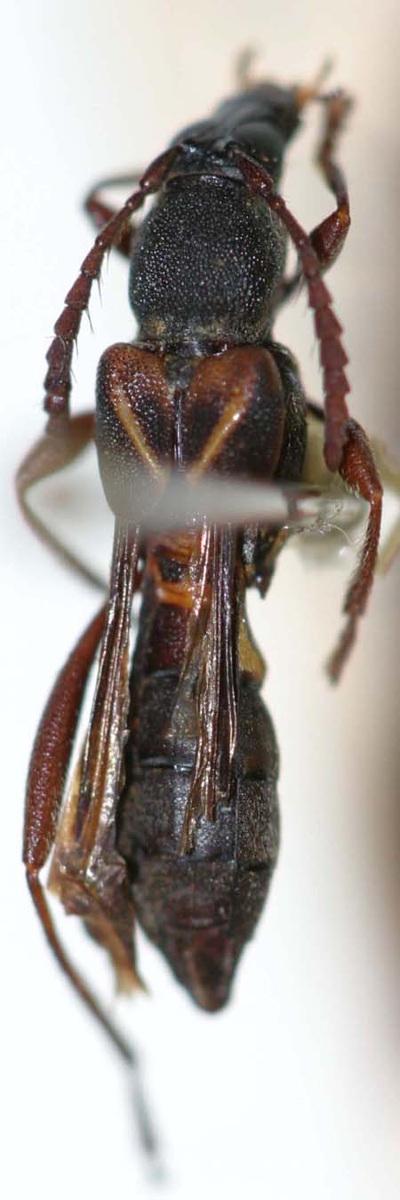 Tomopterusbasimaculatus.jpg