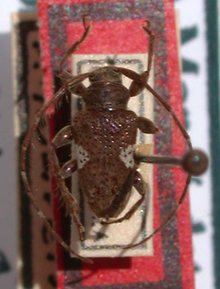 Trichoanoreina_albomaculata_holotype.JPG