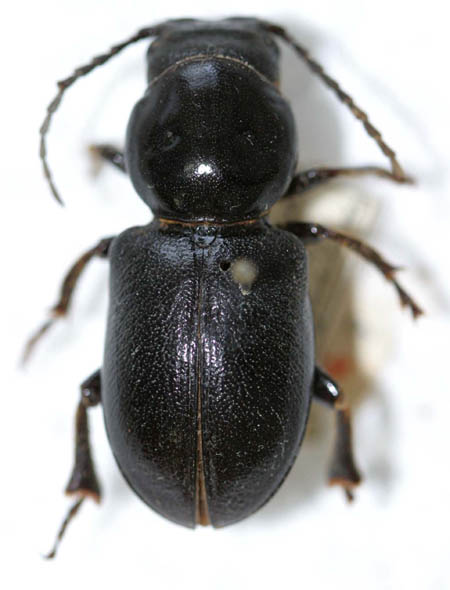 Migdolusbrachypterus.jpg
