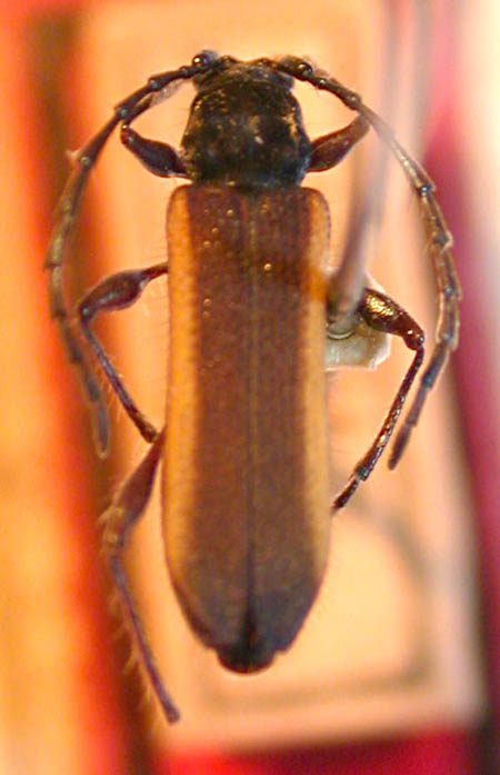 Callideriphus-marginatus-HOLO.jpg