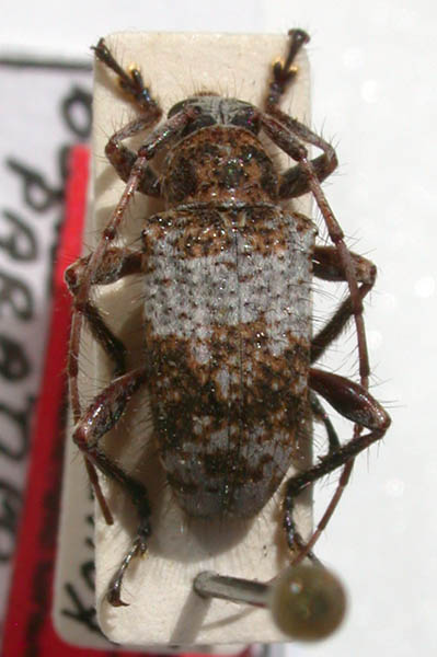 Ceiupaba_bella_holotype.jpg