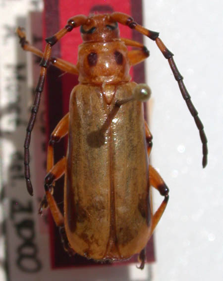 Cervilissa_versicolor_holotype.jpg