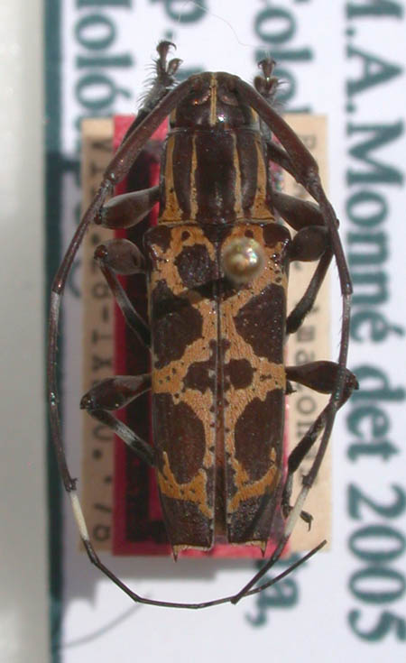 Colobothea_denotata_holotype.JPG