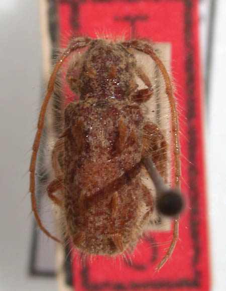 Desmiphora_santossilvai_holotype.JPG