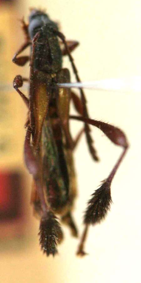 Epimelittalongipennis.jpg