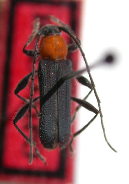 Eryphus_carioca_holotype.JPG