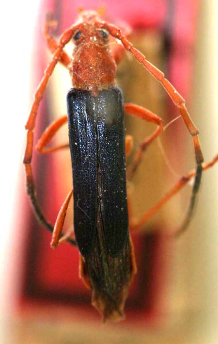 Hephaestioidescyanipennis.jpg
