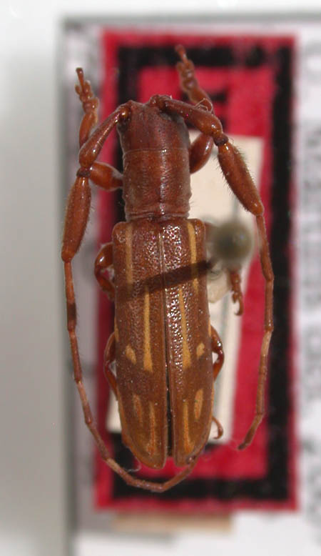 Ischioloncha_rondonia_holotype.JPG