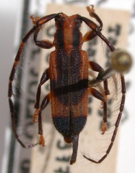 Mauesia_acorniculata_holotype.jpg
