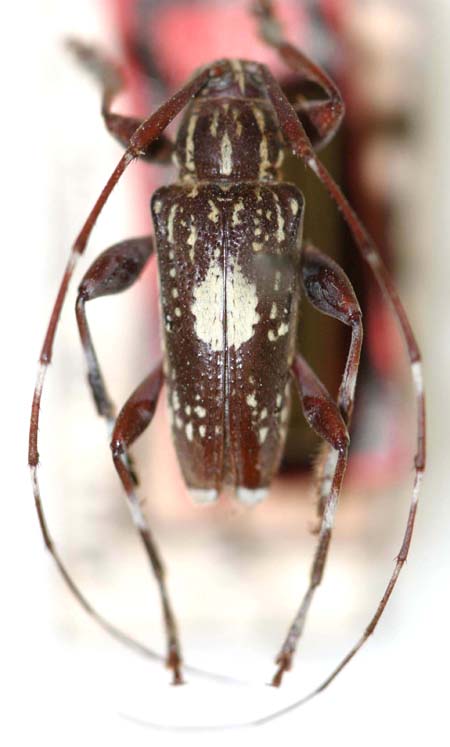 Neopalamealbomaculatus.jpg