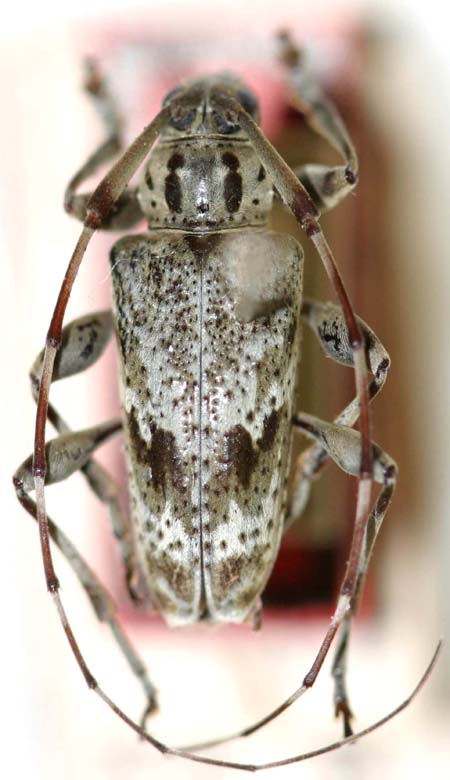Neopalameatromaculatus.jpg