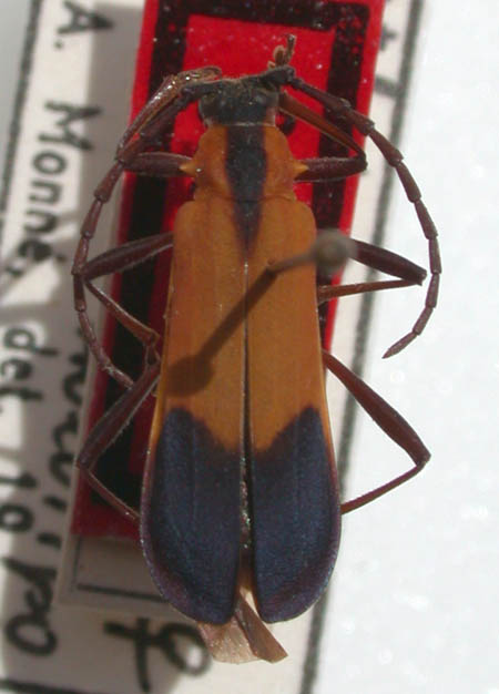 Nothoprodontia_boliviana_holotype.JPG