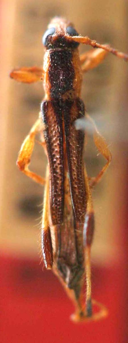 Ommatapallidicornis.jpg