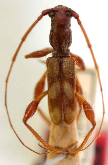 Ozodessexmaculatus.jpg