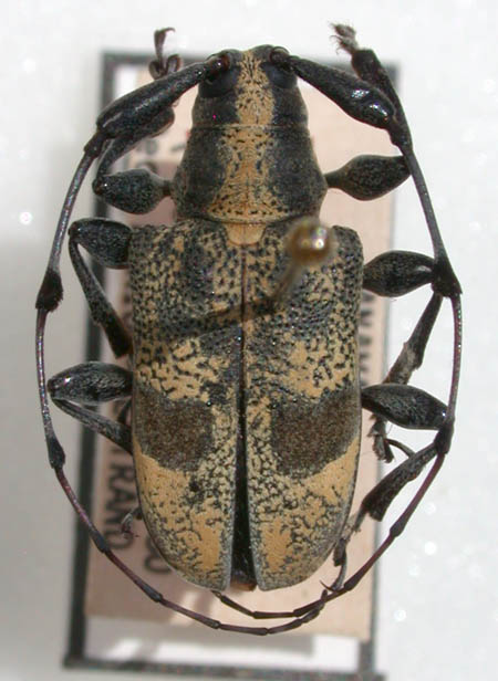 Parachalastinus_flavescens_holotype.jpg