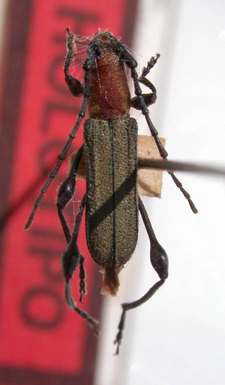 Timabiara_bahiensis_holotype.JPG