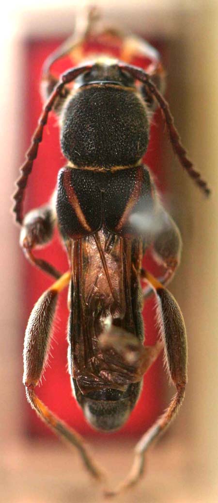 Tomopterustuberculatus.jpg