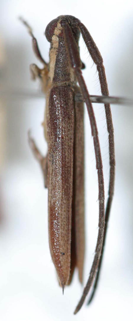 Aerenicopsissingularis.jpg