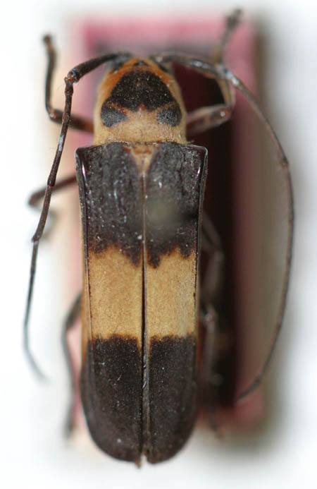 Hilaroleopsisicuapara.jpg